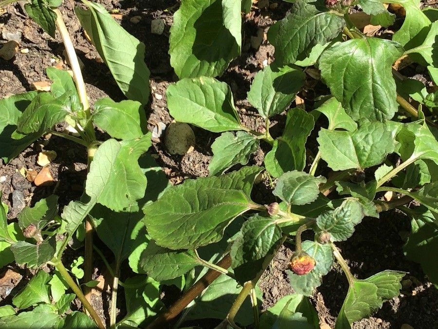 Acmella oleracea — houseplant care guide