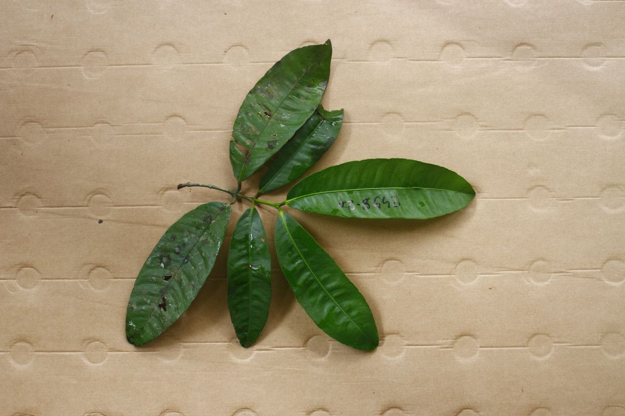 Garcinia benthamiana — search result for 'Clusiaceae'