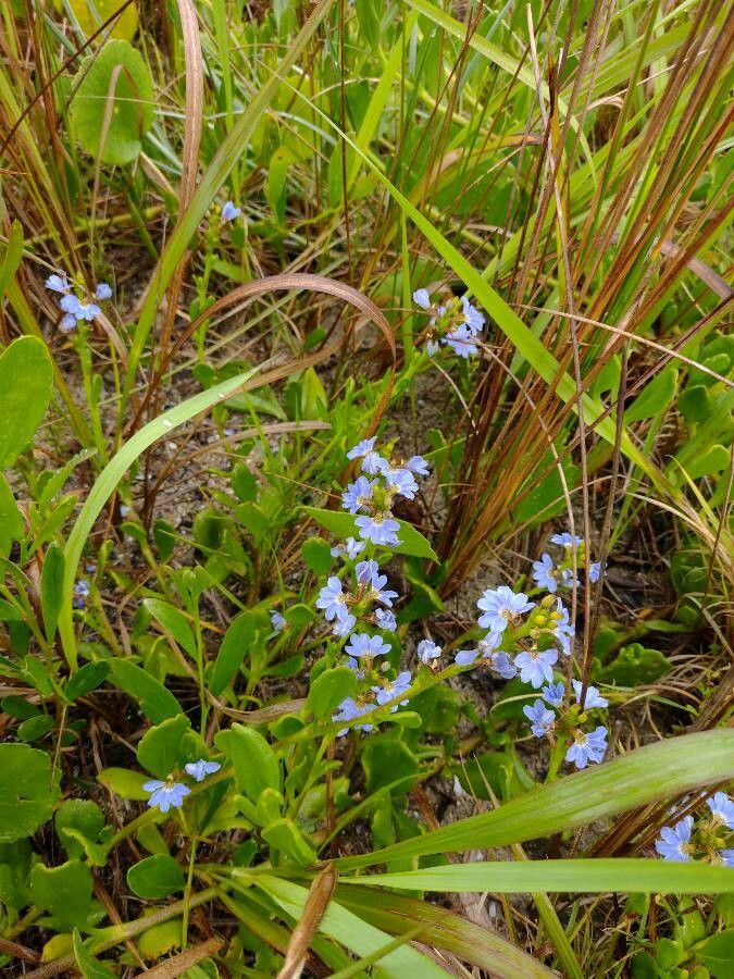 Scaevola calendulacea habit