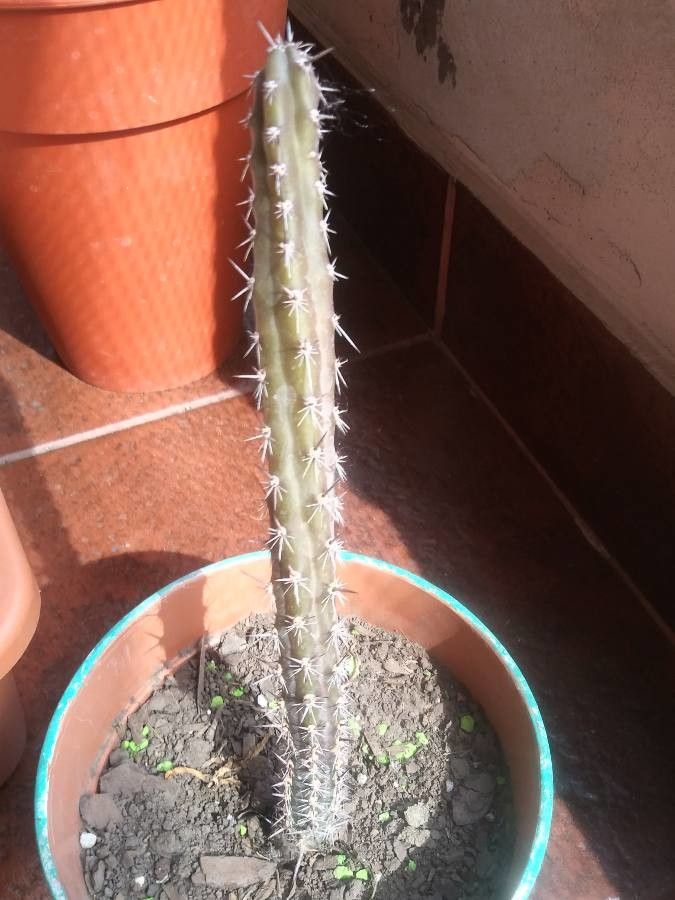 Echinocereus poselgeri bark