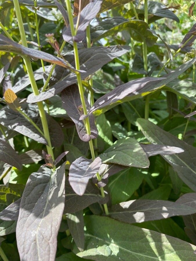 Peltaria alliacea leaf