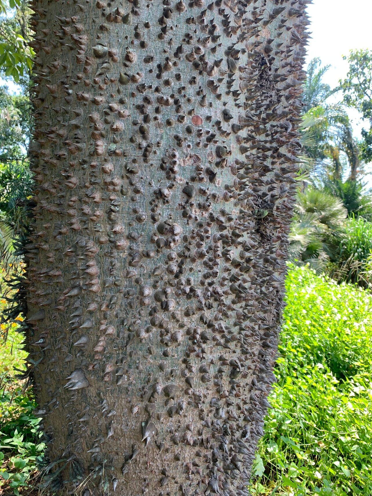 Ceiba rubriflora — search result for 'Ceiba'