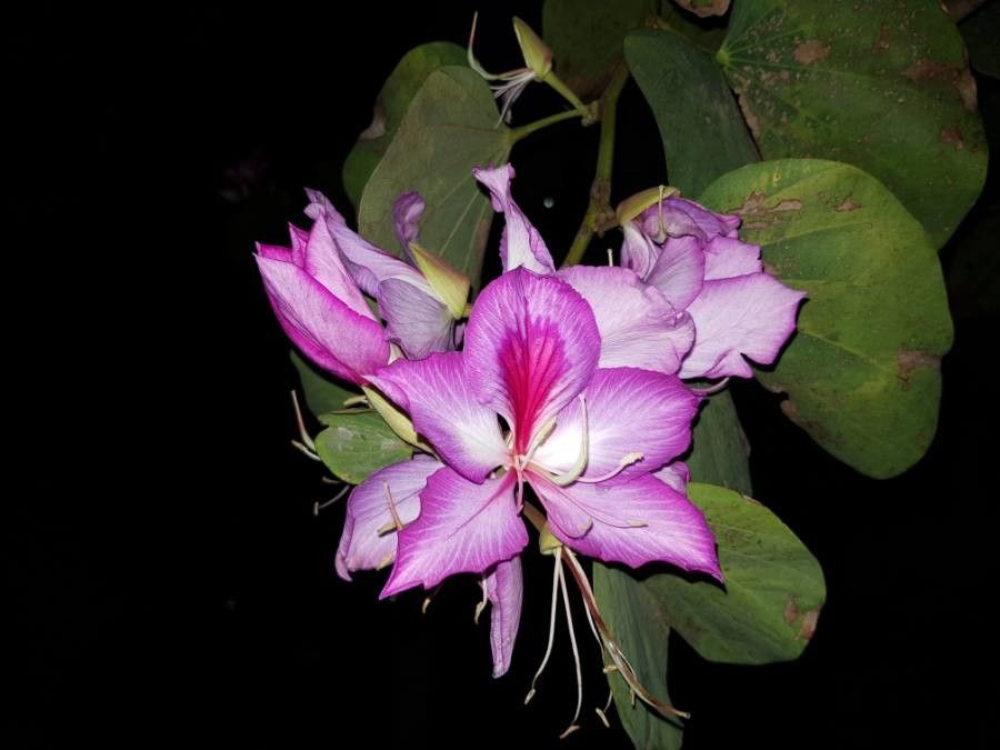 Bauhinia variegata flower