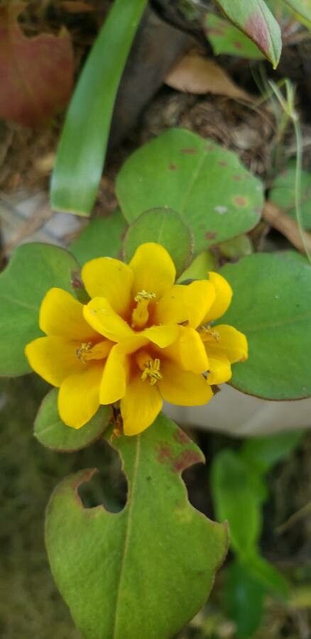 Lysimachia congestiflora flower