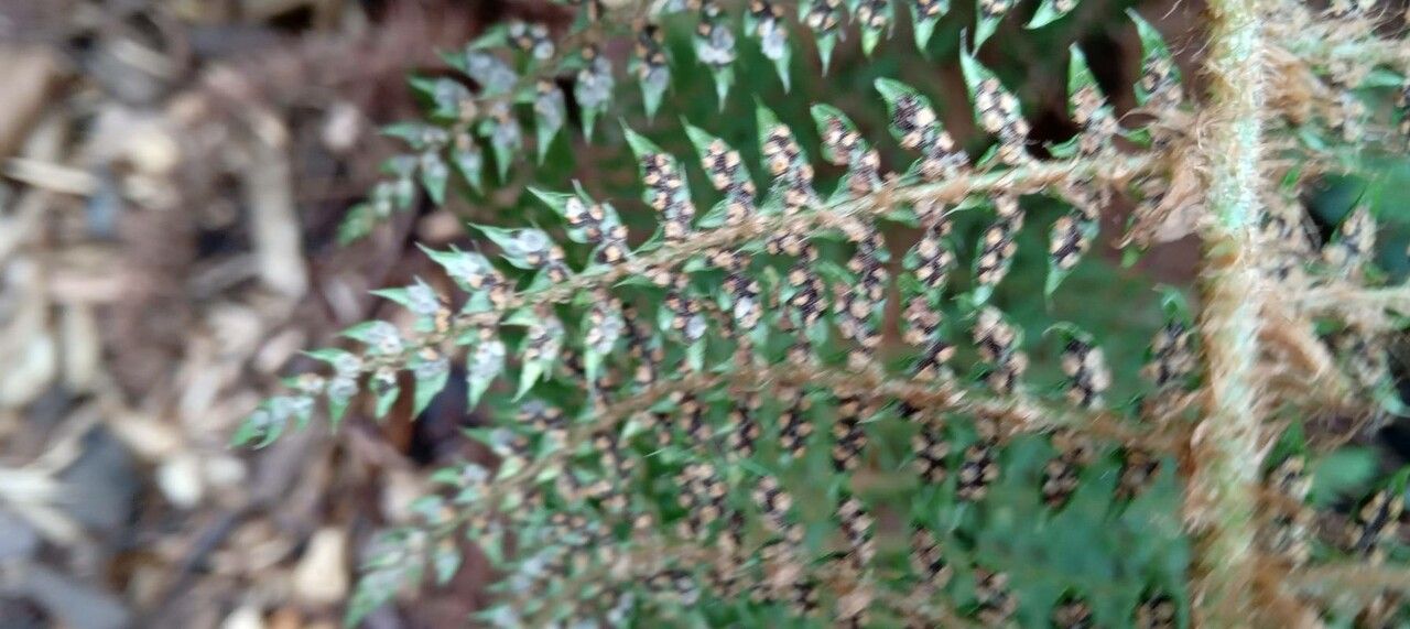 Polystichum setiferum fruit
