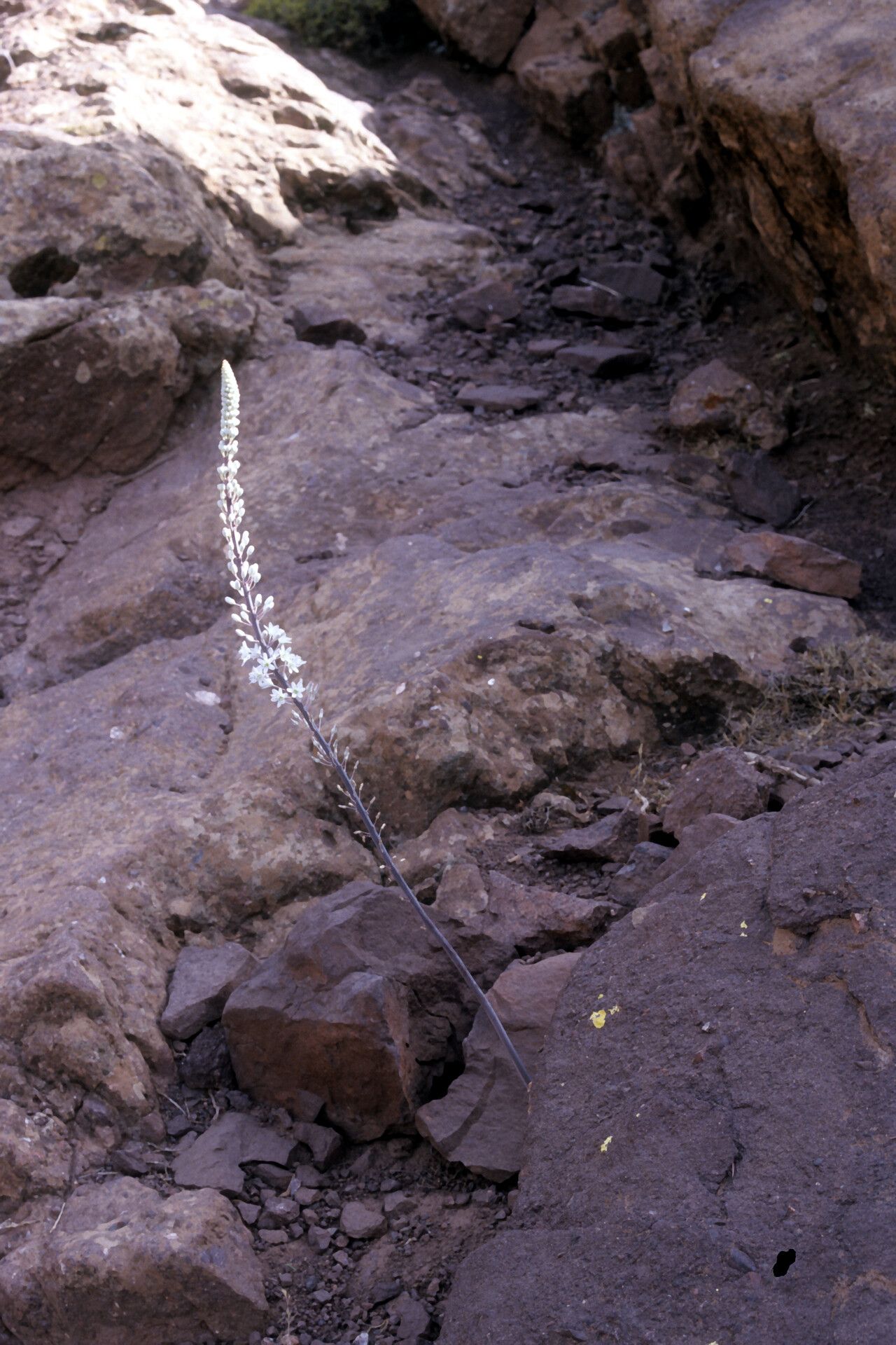 Drimia aphylla habit