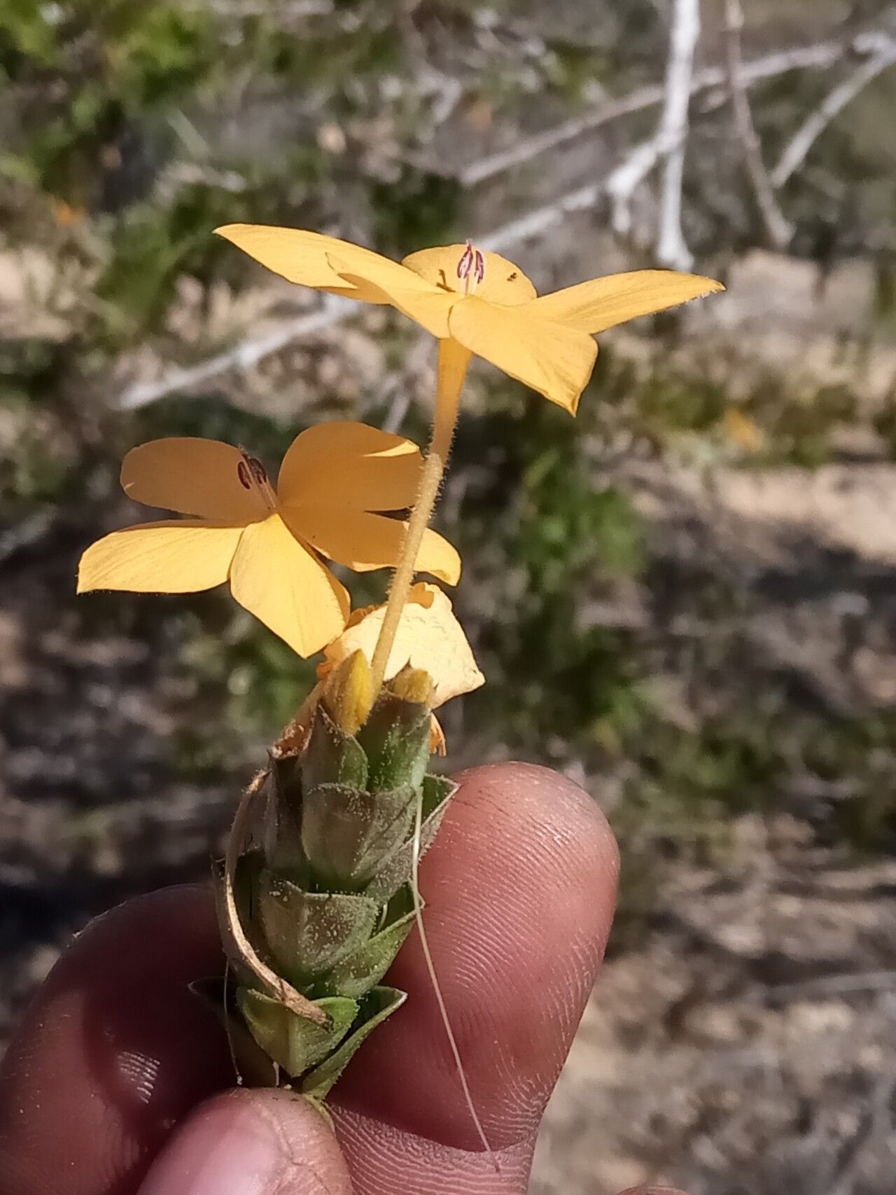 Barleria decaryi — houseplant care guide