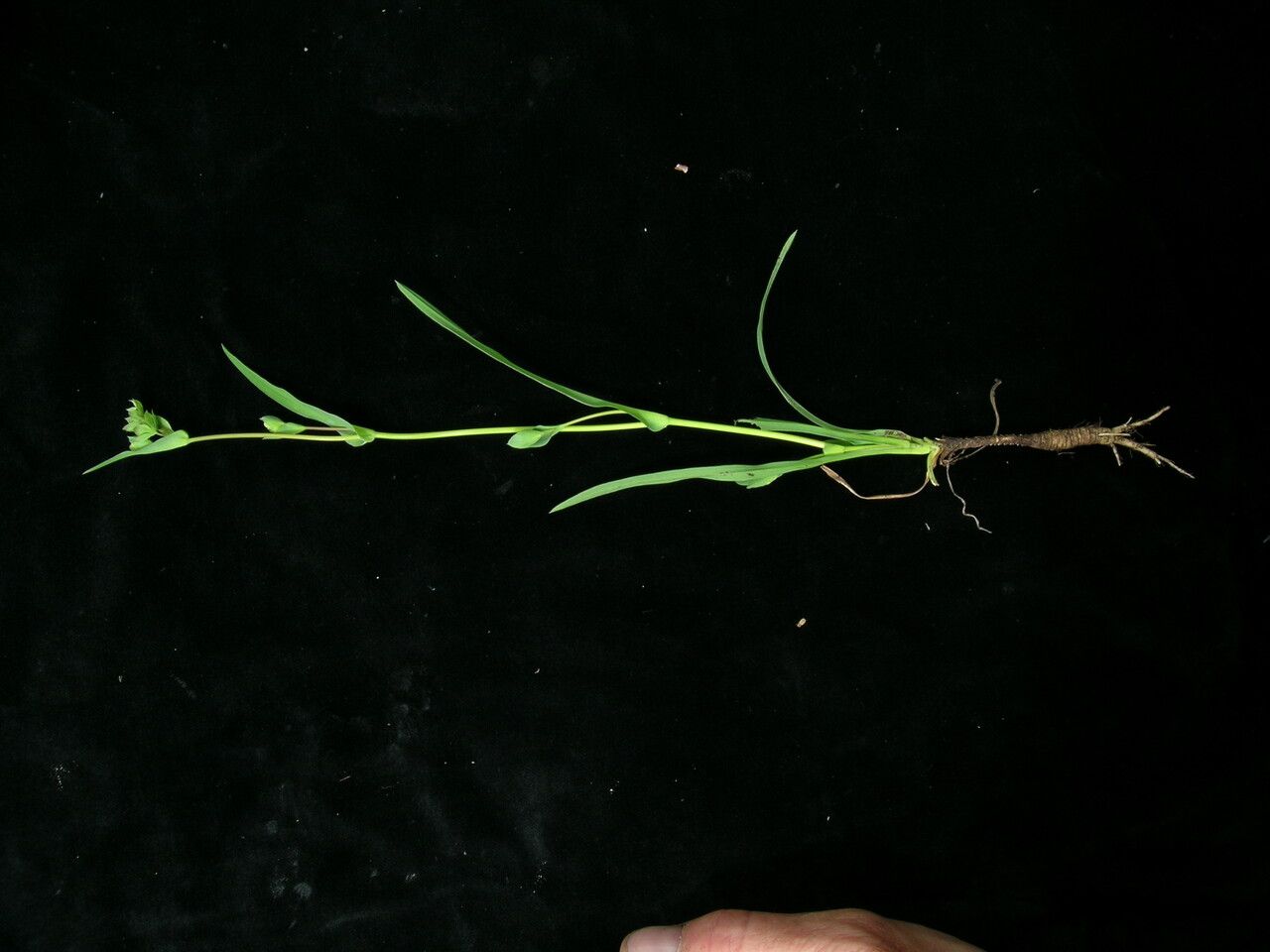 Bupleurum rupestre other