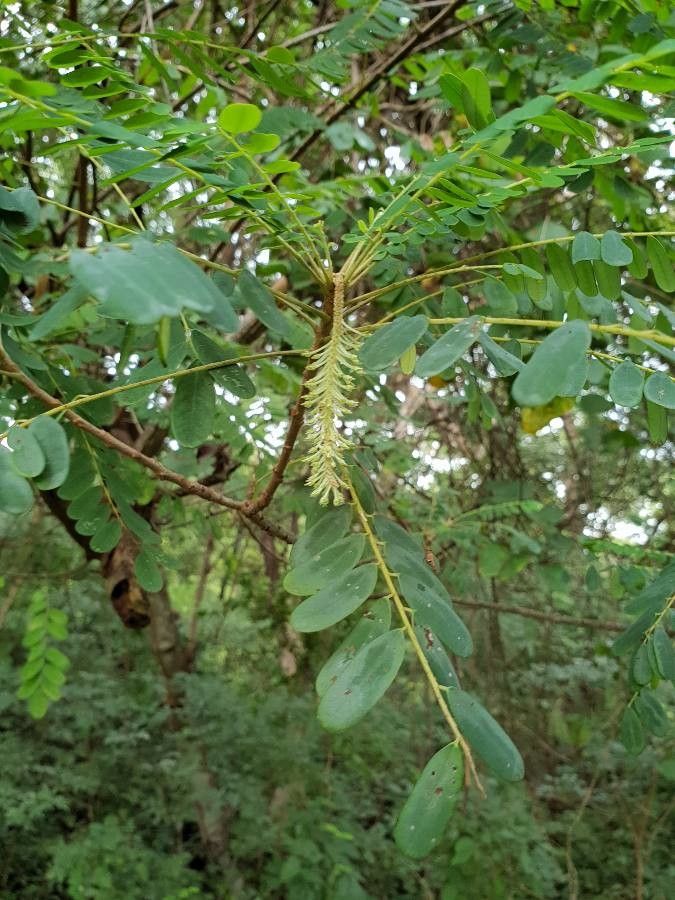 Alvaradoa amorphoides flower