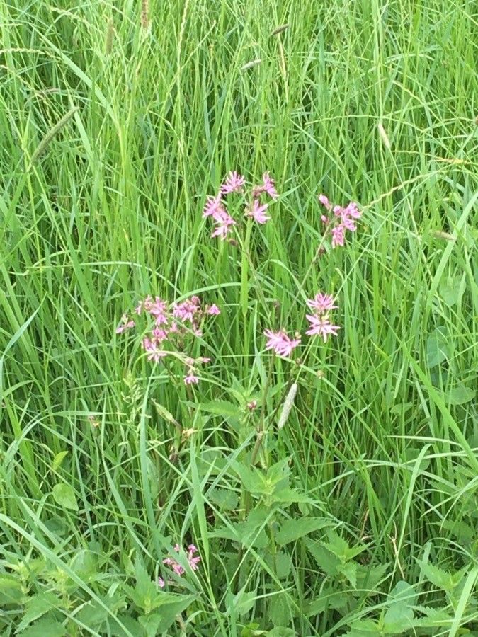 Silene flos-cuculi flower