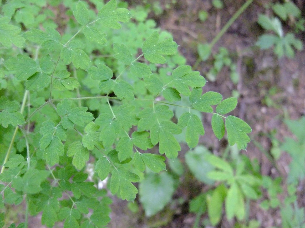 Thalictrum foetidum leaf
