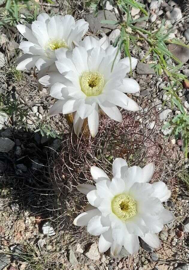Acanthocalycium leucanthum flower