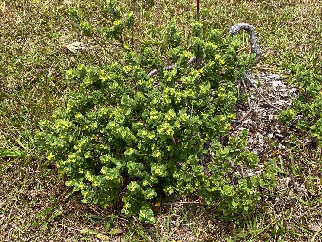 Wikstroemia uva-ursi — houseplant care guide