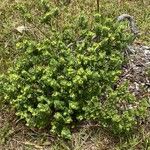 Wikstroemia uva-ursi