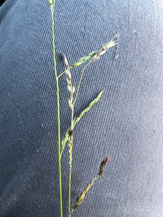 Eriochloa polystachya fruit