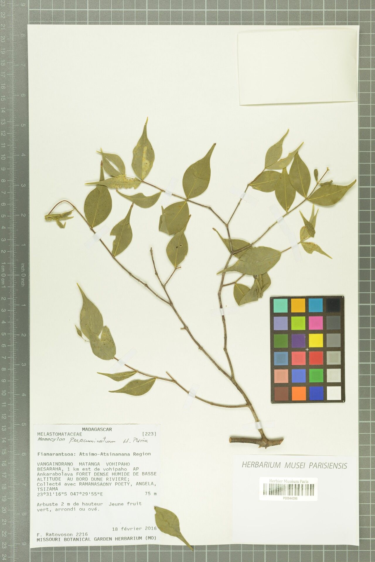 Memecylon peracuminatum — houseplant care guide