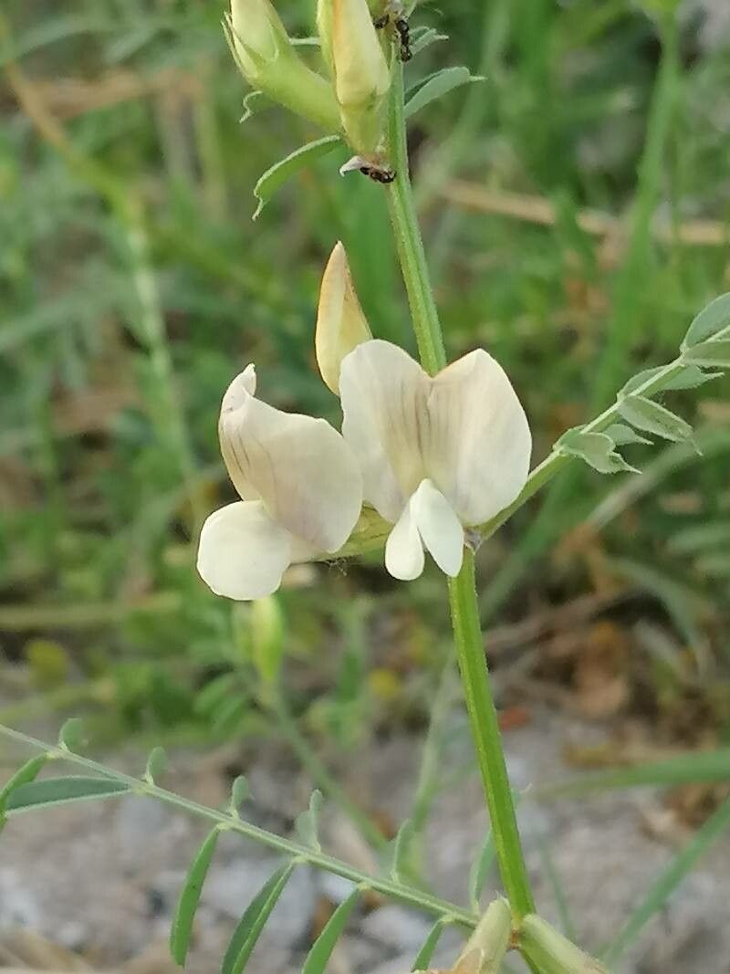 Vicia grandiflora flower