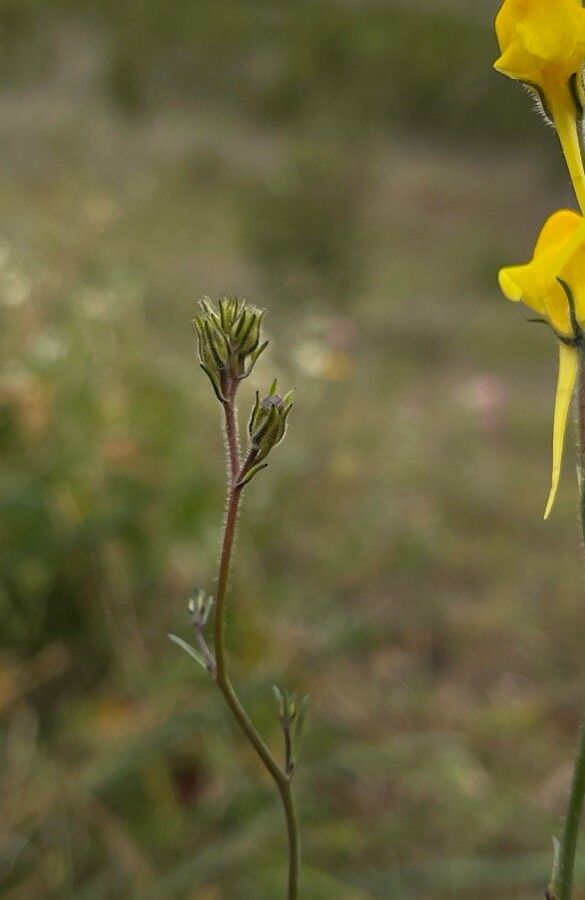 Linaria viscosa other