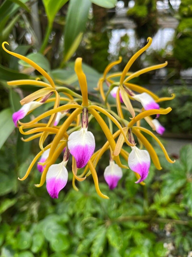 Prosthechea brassavolae flower