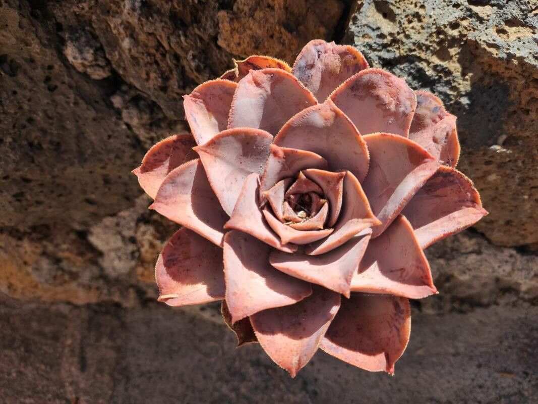 Aeonium valverdense leaf