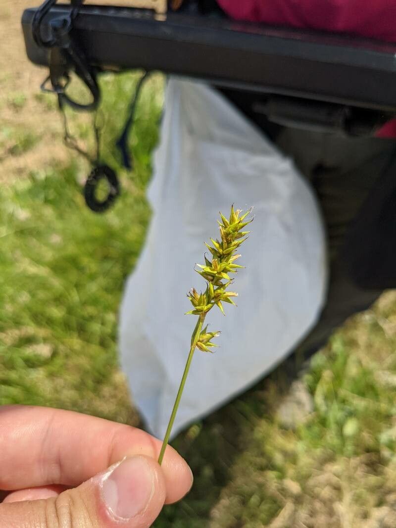 Carex spicata flower