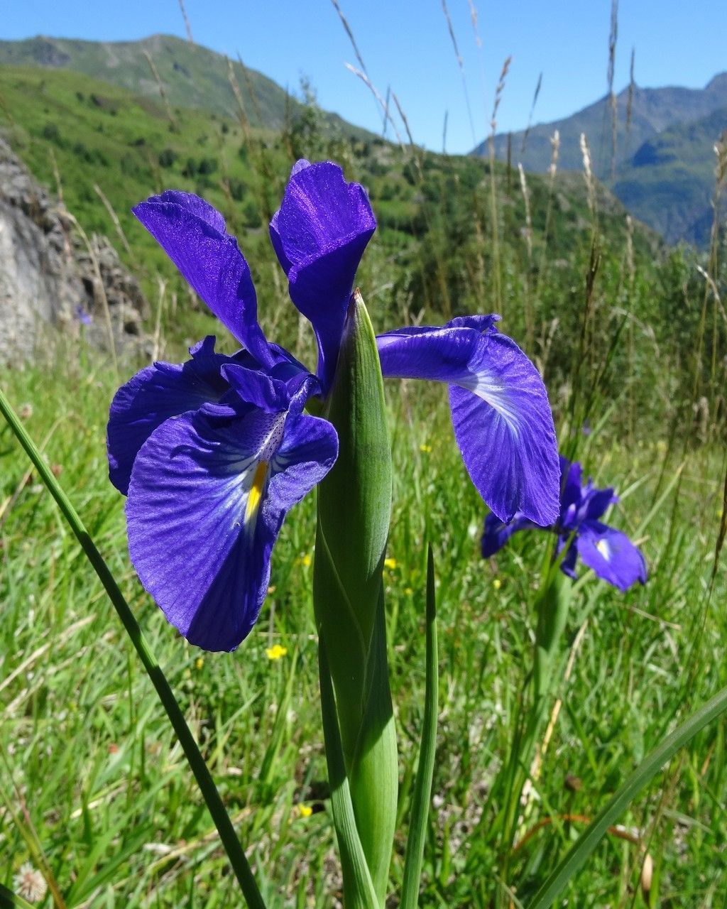 Iris latifolia flower