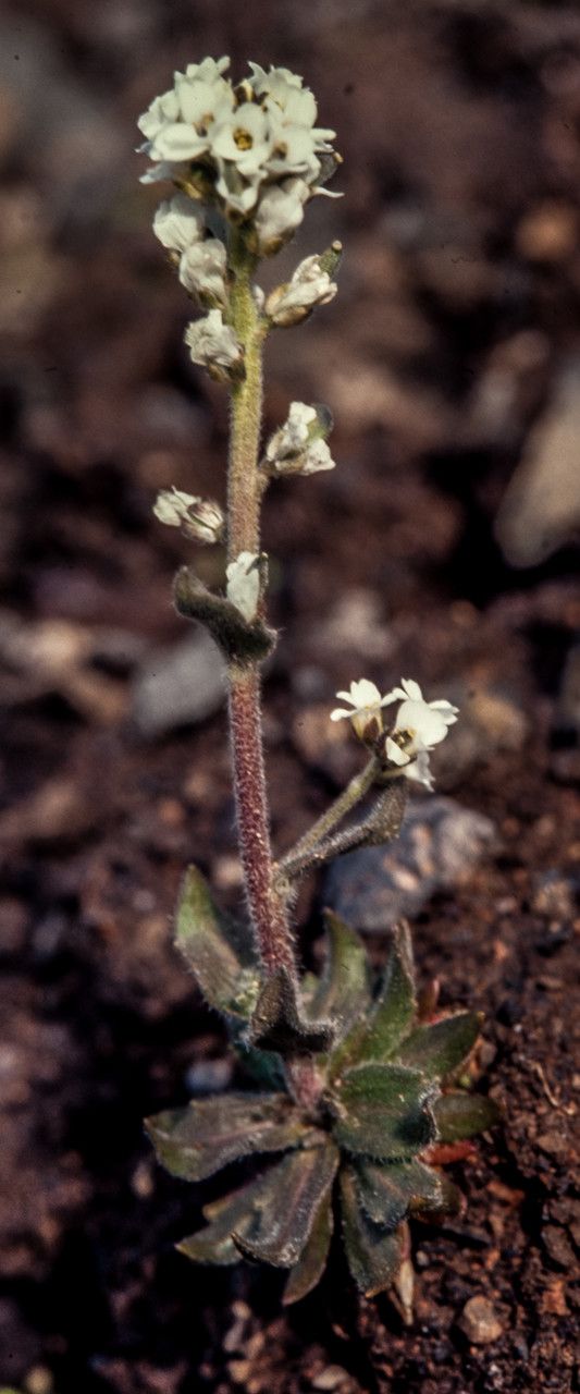 Draba incana flower