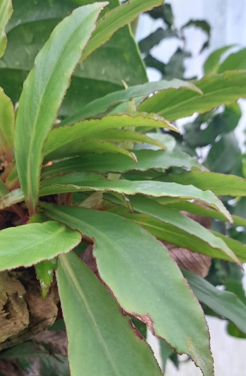 Begonia lanceolata — houseplant care guide