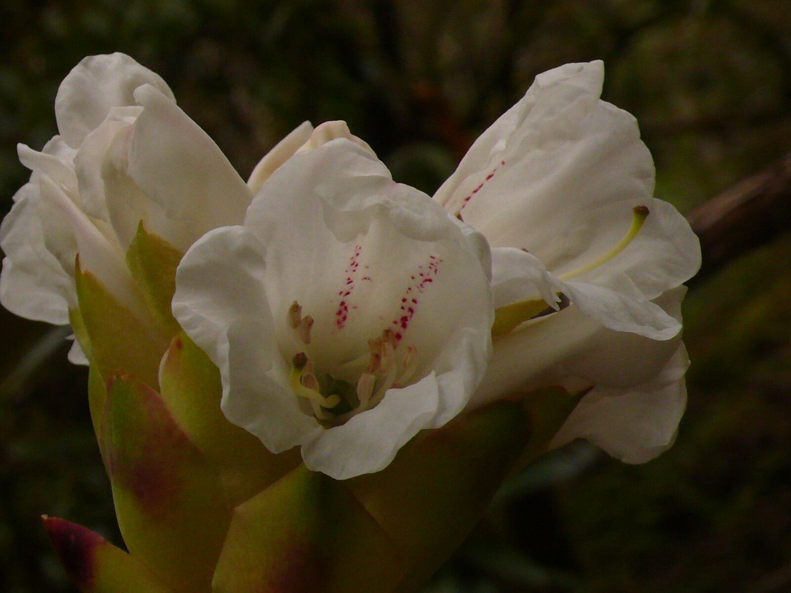 Rhododendron sphaeroblastum flower