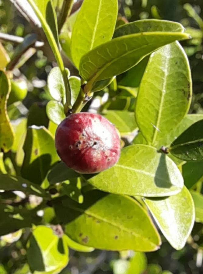 Scutia buxifolia fruit
