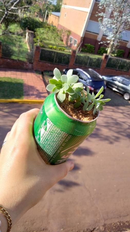 Sedum compressum leaf