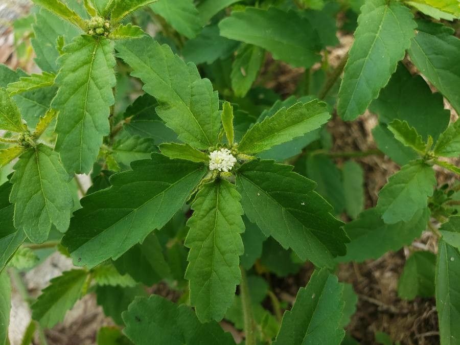 Croton glandulosus — search result for 'northern South America'
