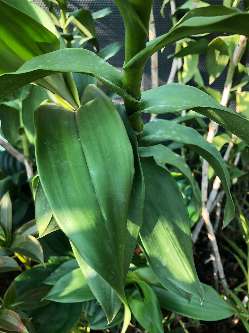 Epidendrum atacazoicum fruit