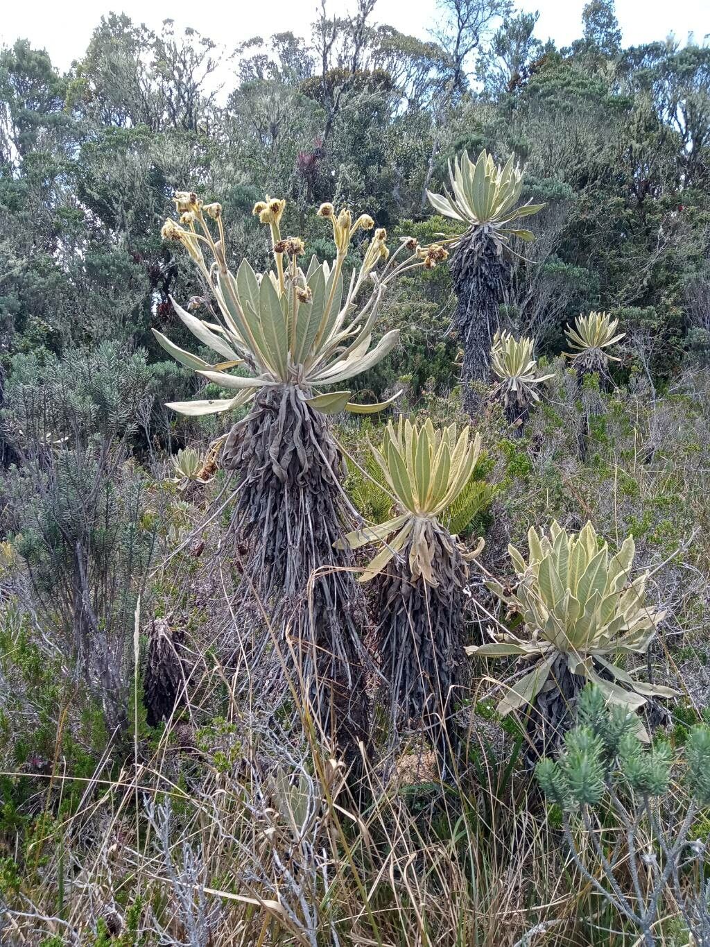 Espeletia frontinoensis habit