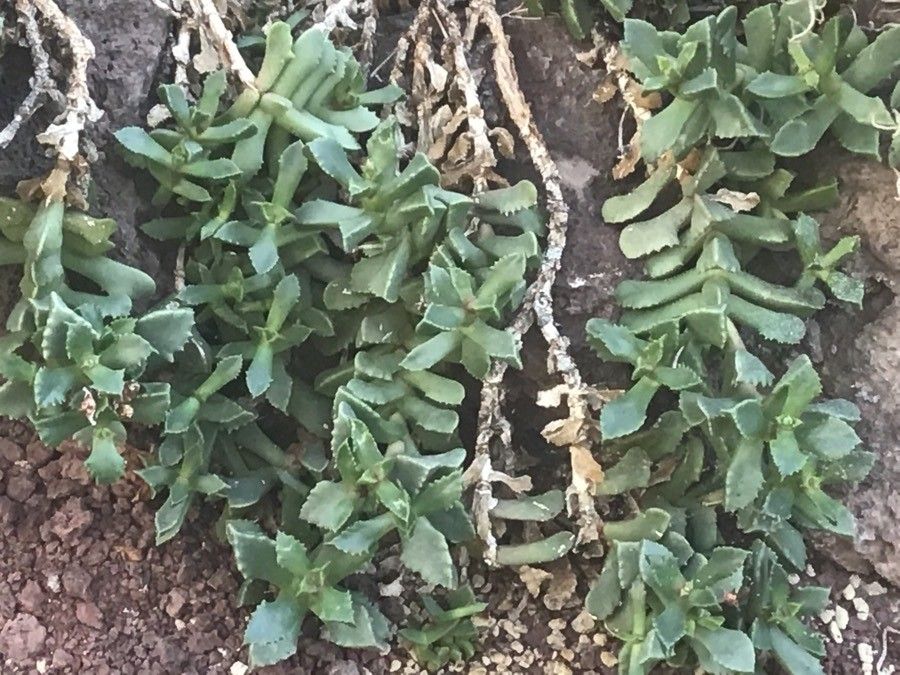 Carruanthus ringens — search result for 'Aizoaceae'