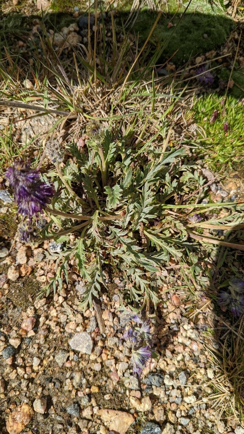 Phacelia sericea habit