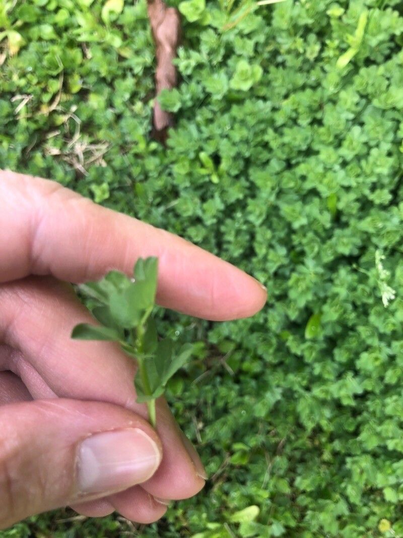 Lotus conimbricensis leaf