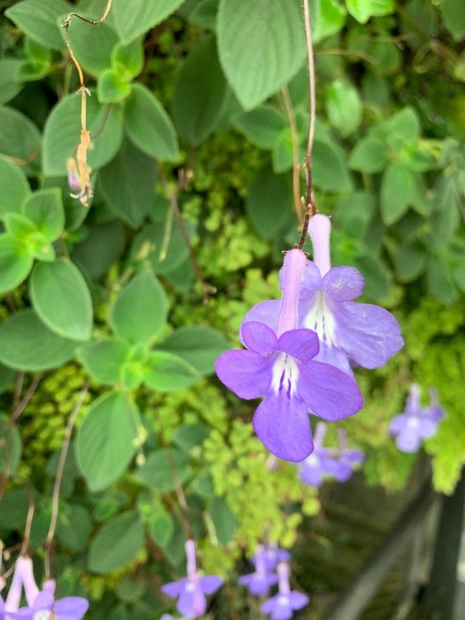 Streptocarpus saxorum flower