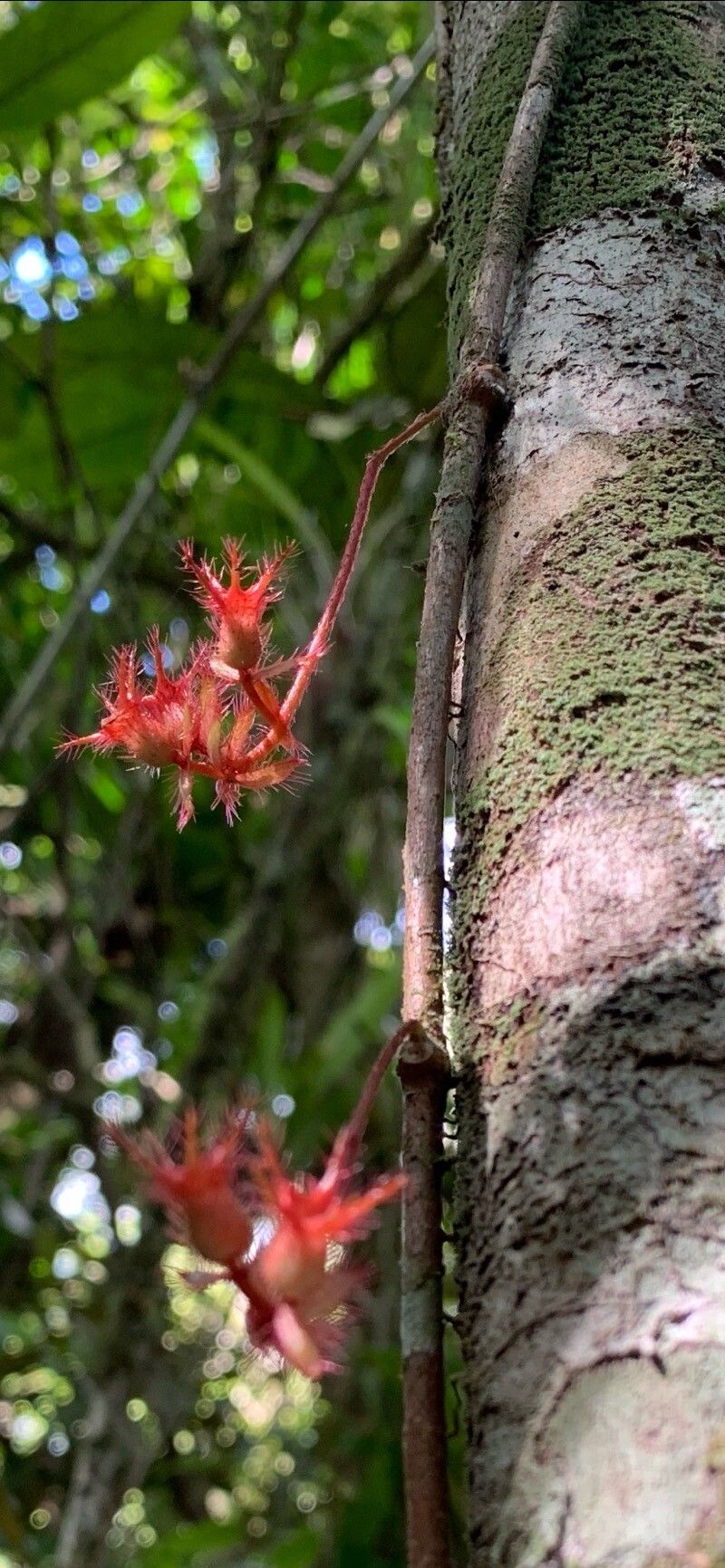 Miconia blepharodes — houseplant care guide