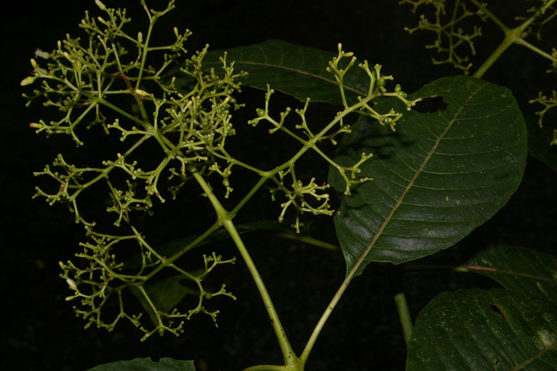 Palicourea angustiflora habit