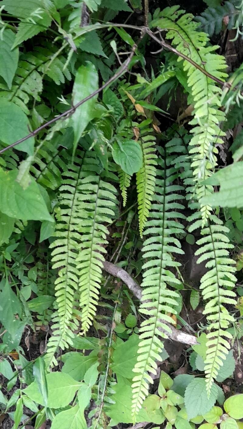 Asplenium argentinum habit