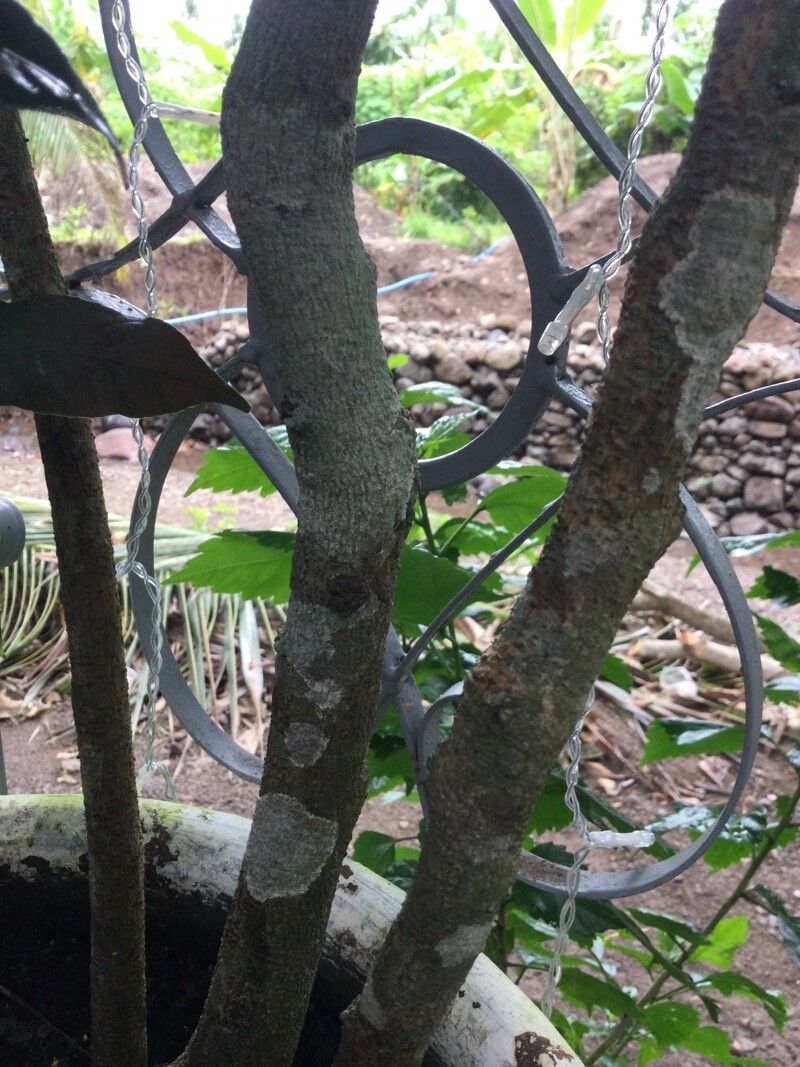 Excoecaria cochinchinensis bark