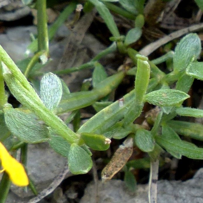 Genista delphinensis — houseplant care guide