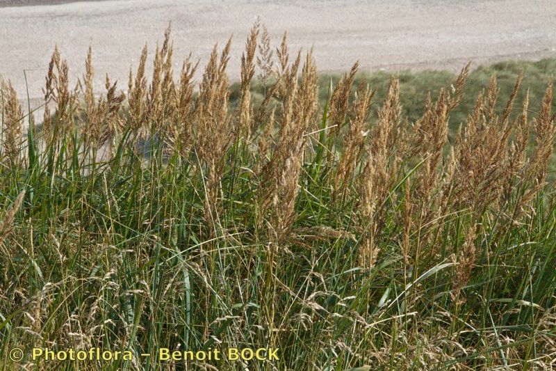 Calamagrostis × baltica — search result for 'Calamagrostis'