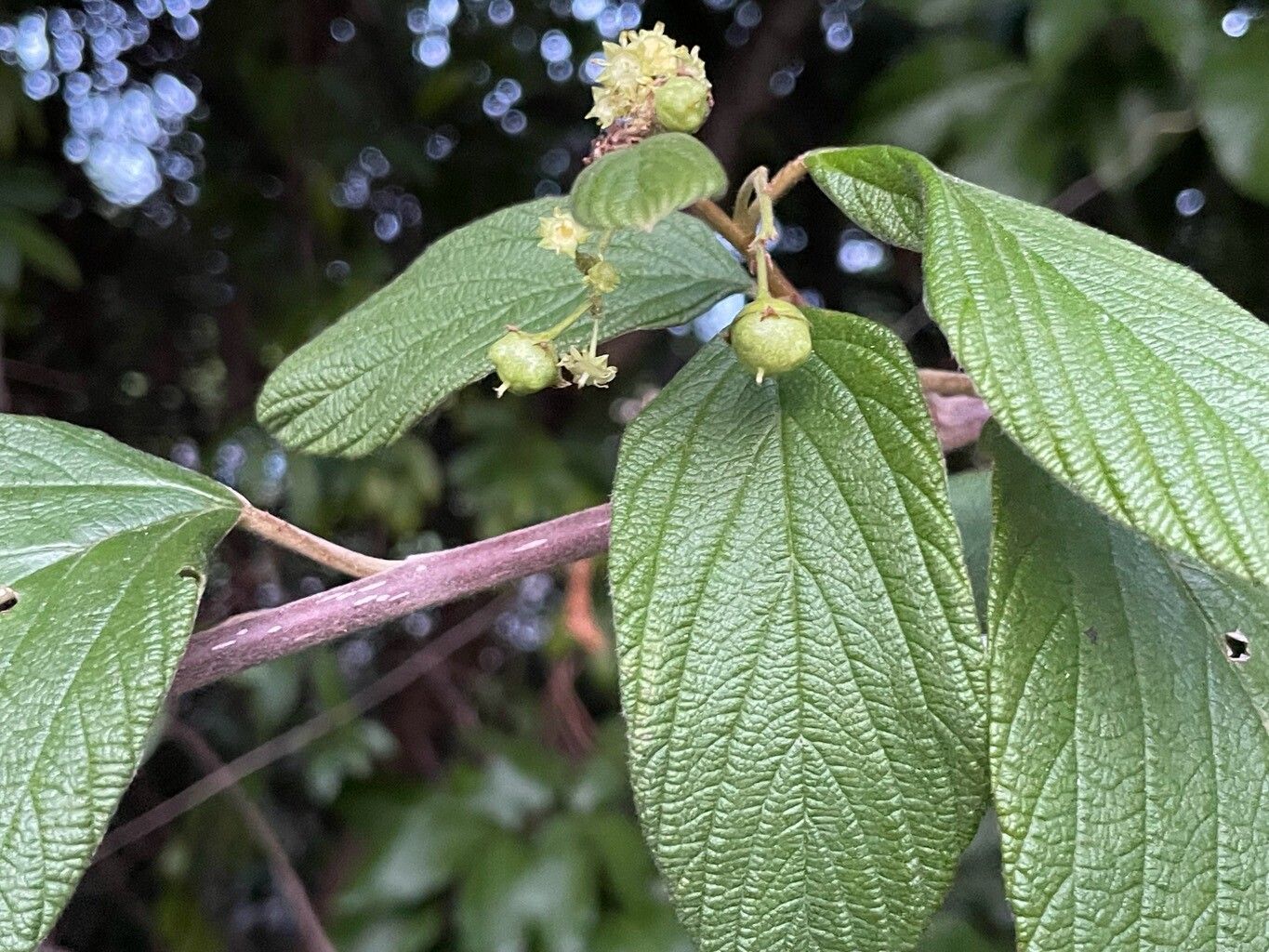 Colubrina cubensis fruit