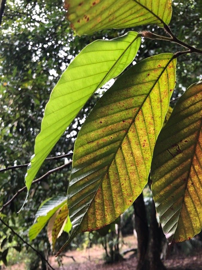 Dipterocarpus sublamellatus — search result for 'Dipterocarpus'