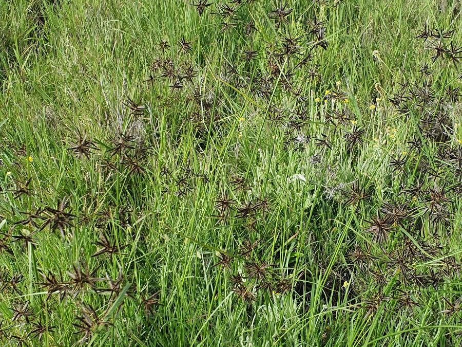 Cyperus kilimandscharicus habit