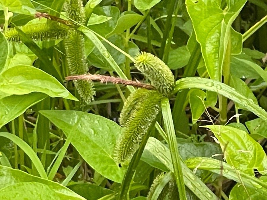 Carex comosa flower