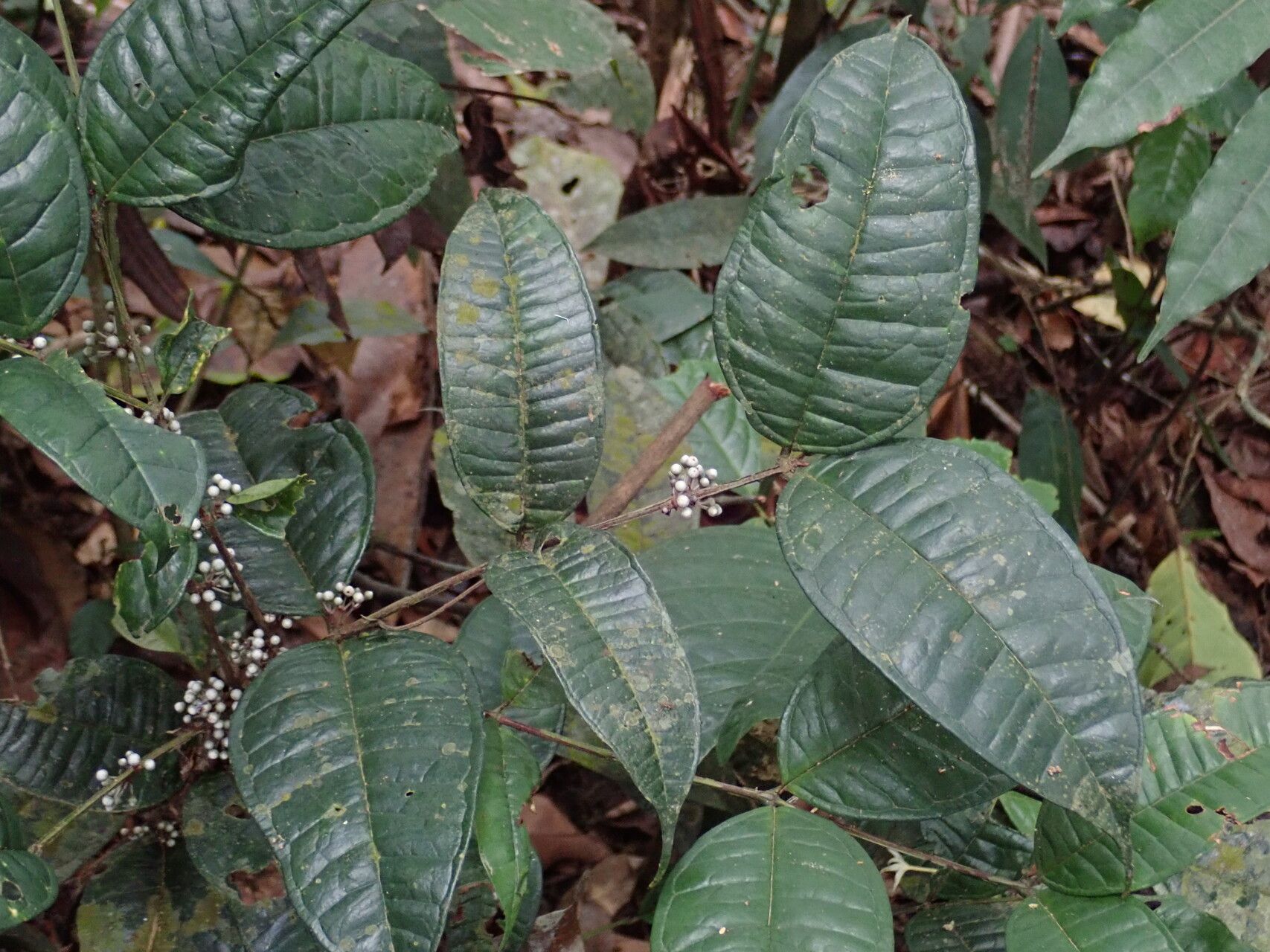 Memecylon zenkeri leaf