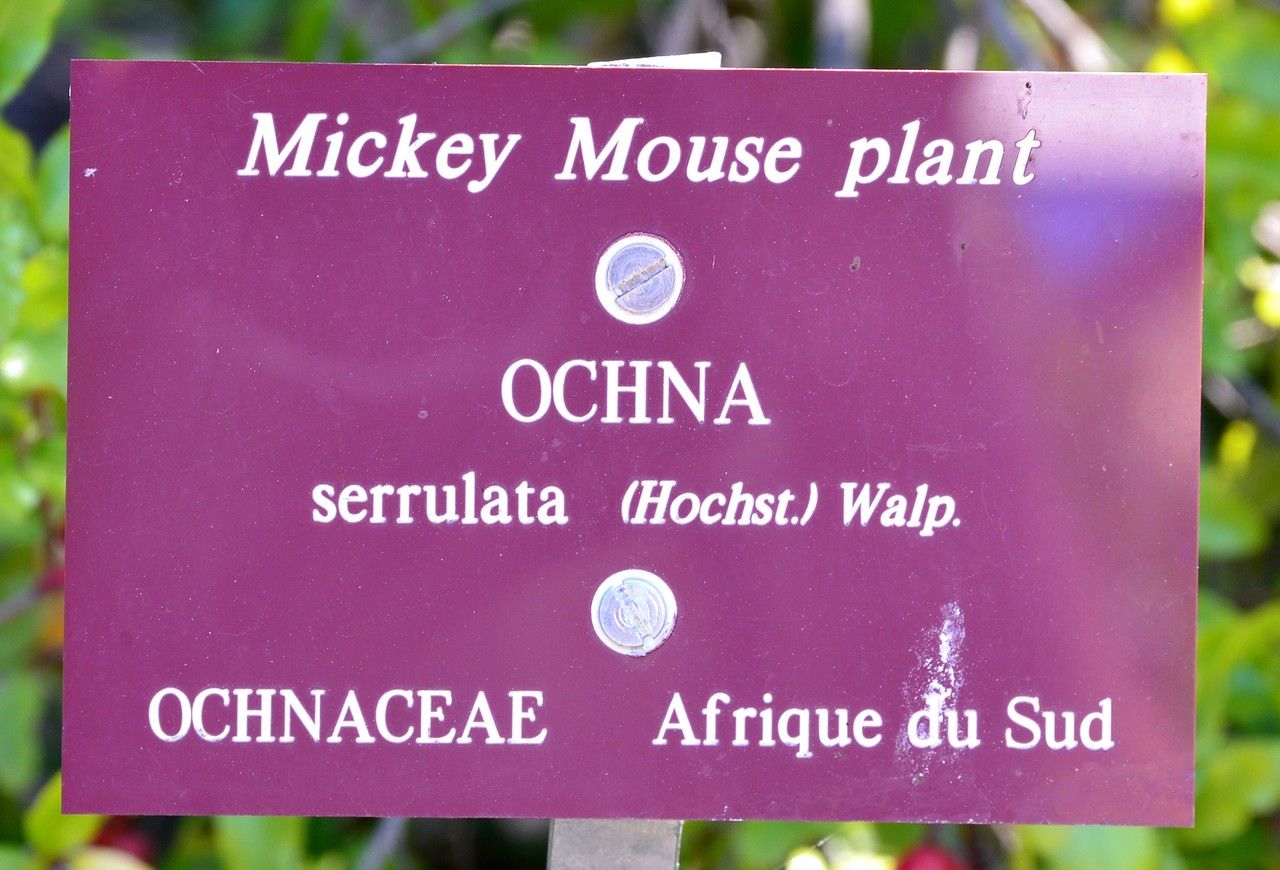 Ochna serrulata leaf